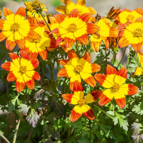 Bidens