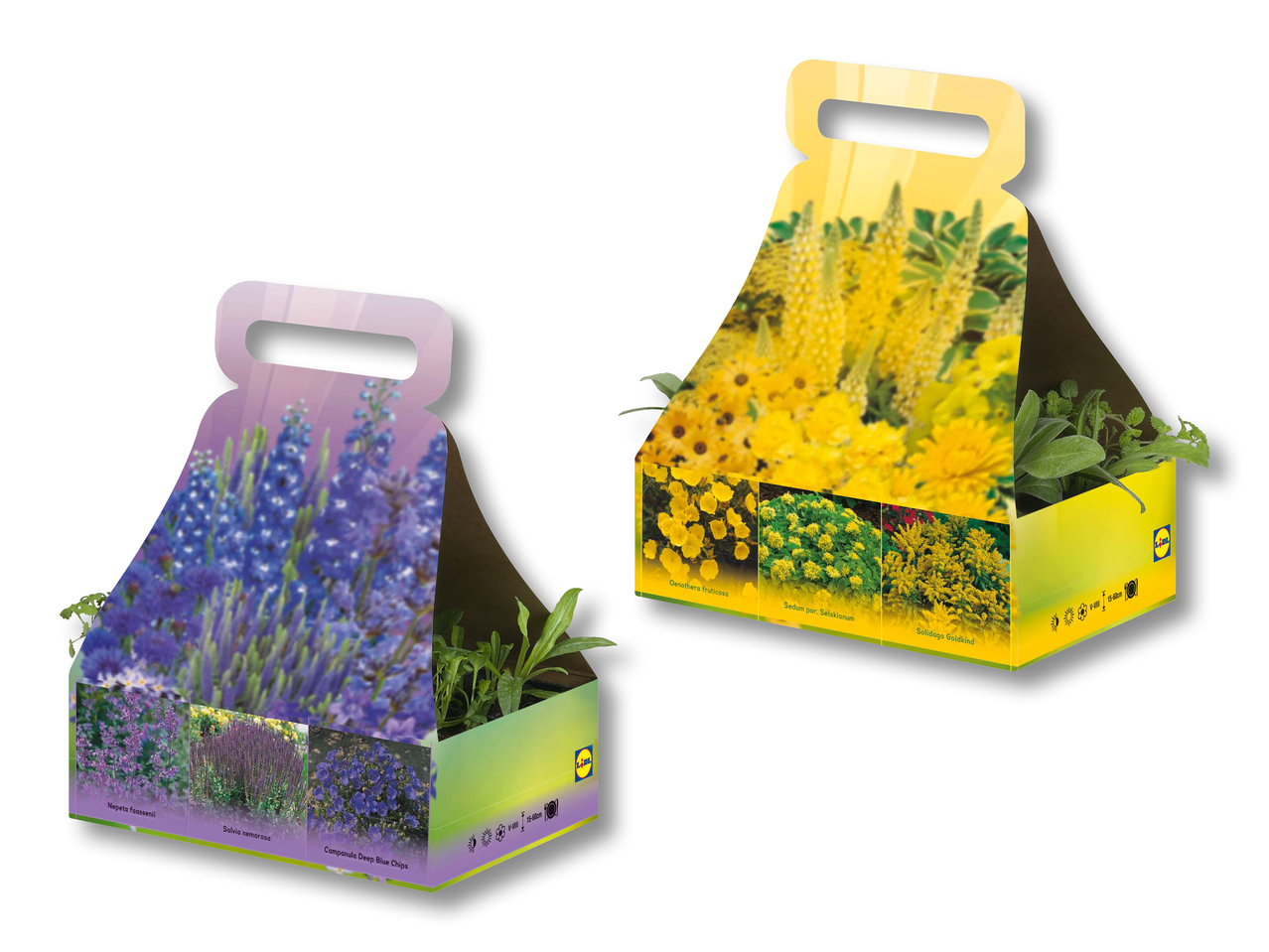 Mélange de plantes vivaces dans une boîte avec poignée