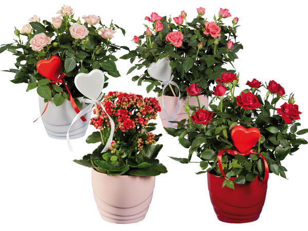 Topfrose und Kalanchoe in Keramik