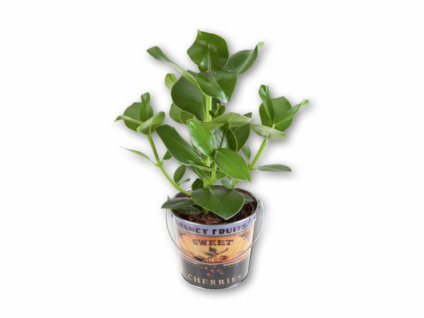 Grøn plante i spand