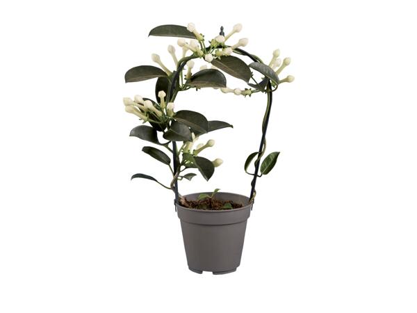 Stephanotis/ Jasmín