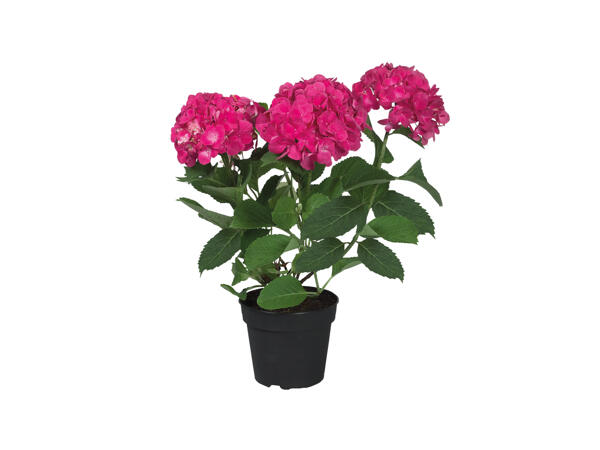 Hydrangea