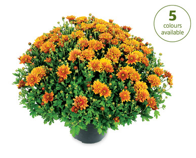 Chrysanthemum Bush