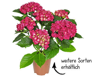 HORTENSIE