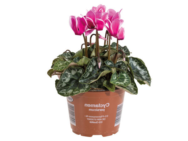Cyclamen