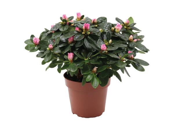 Azalea