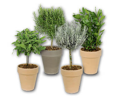 Plantes aromatiques