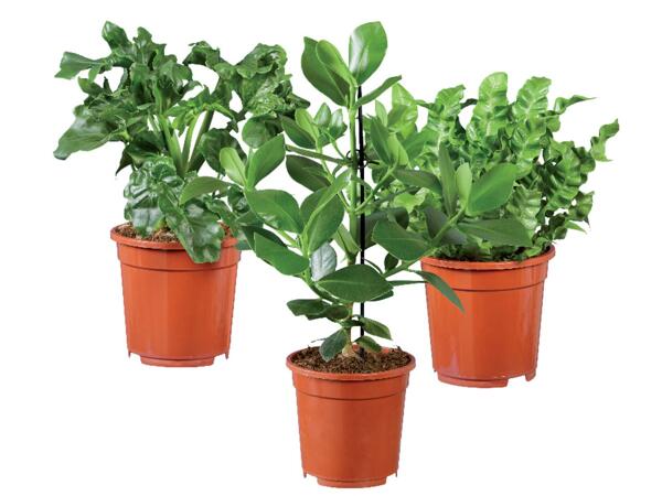 Green Plants