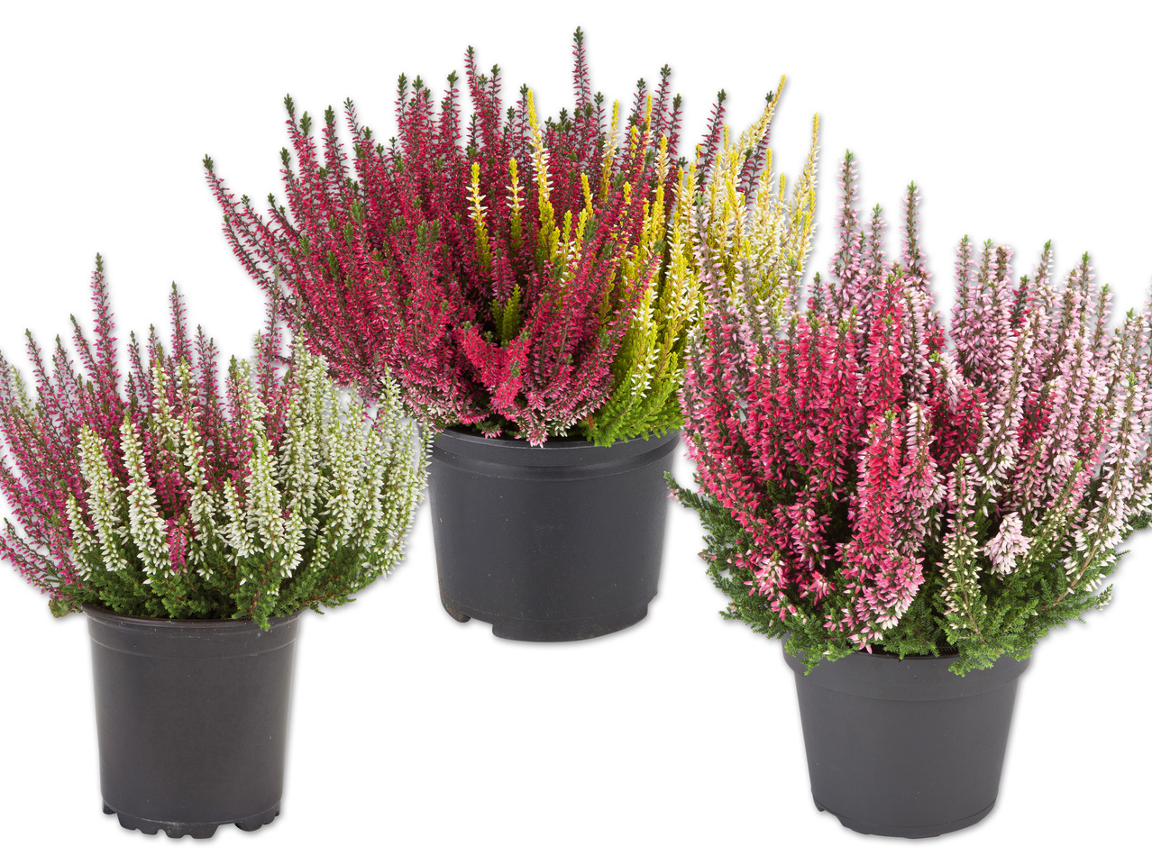 Calluna Vulgaris
