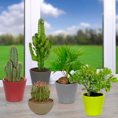 Kaktus eller palme i potte