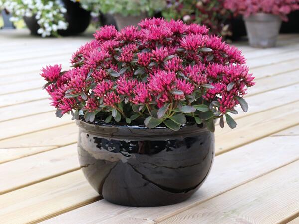 Rød stenurt "Deep rose"