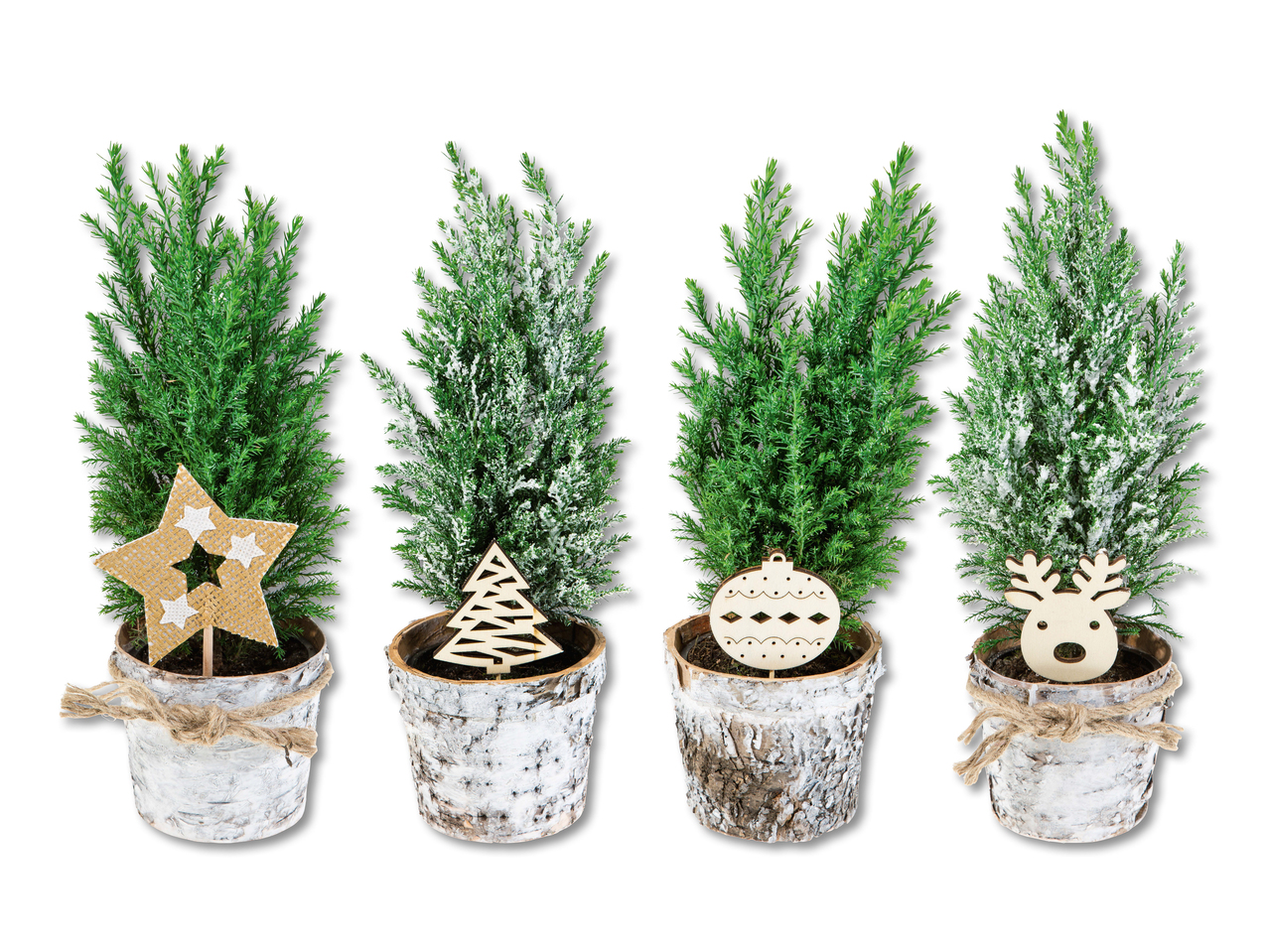 Conifères de Noël dans un pot en écorce