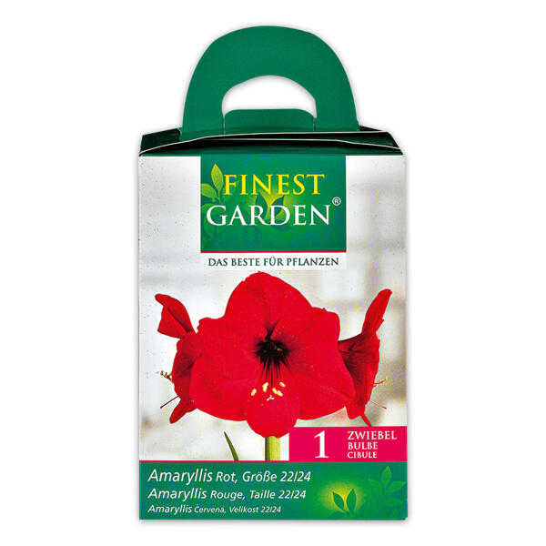 Amaryllis in Geschenkbox