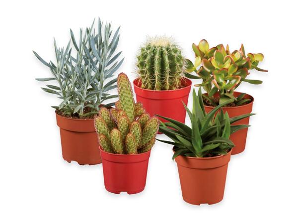 Cactus or Succulente