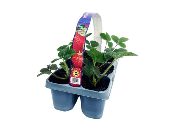 6 Pack Strawberry Plant