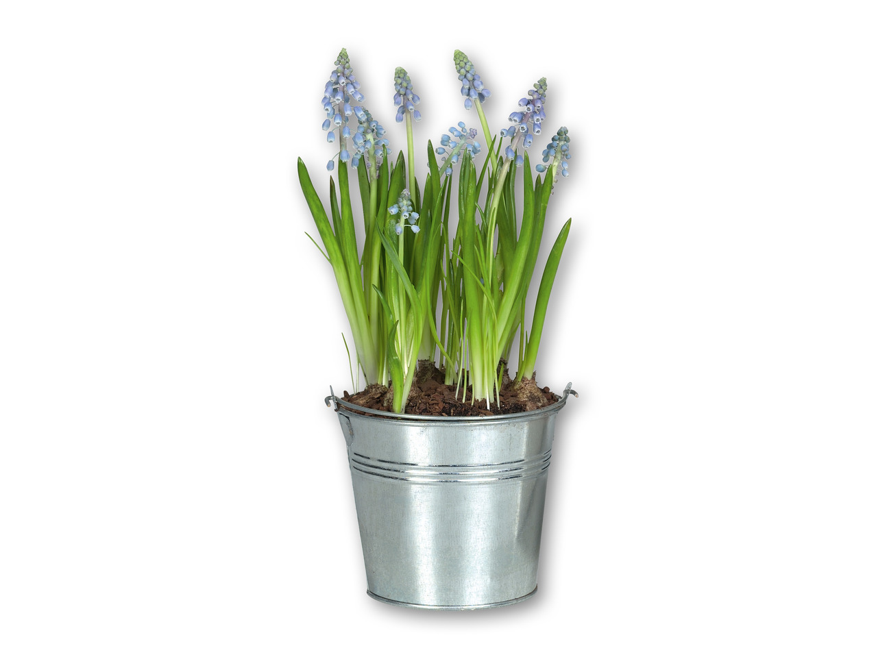 Blomsterløg i zinkpotte