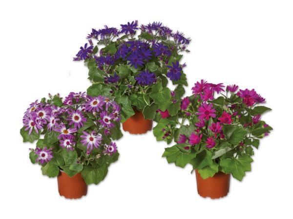 Teneriffa Aster