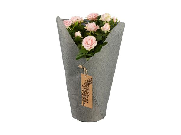 Potted Rose in Sleeve