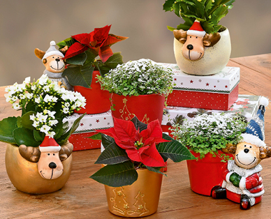 Céramique de Noël avec plantes