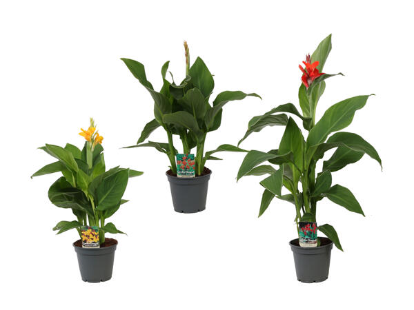 Canna Mix Blumenrohr (nur in der Deutsch- und Westschweiz)