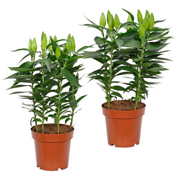 GARDENLINE Lis orientaux