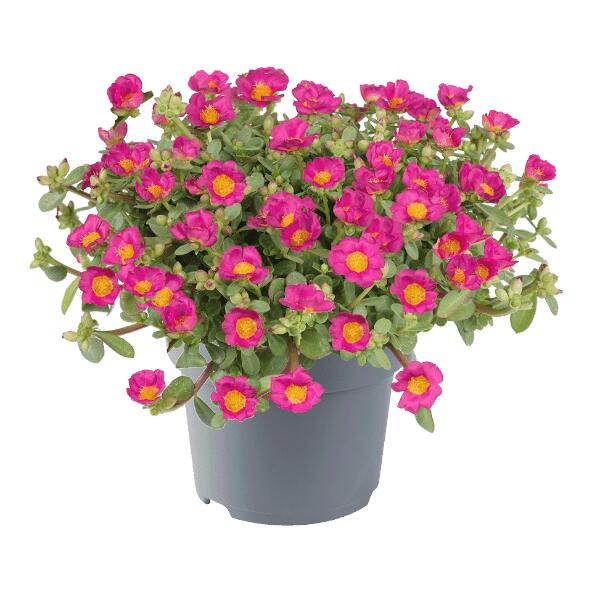 GARDENLINE(R) 				Portulaca