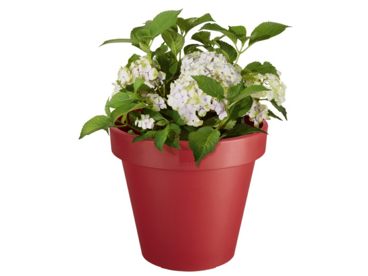 Blomkruka1