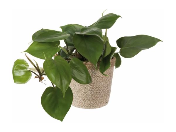 Green Plants In Jute Pots