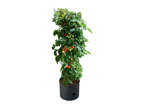 Parkside Tomato Planter