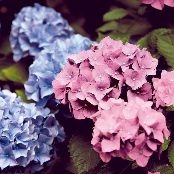 Hortensie