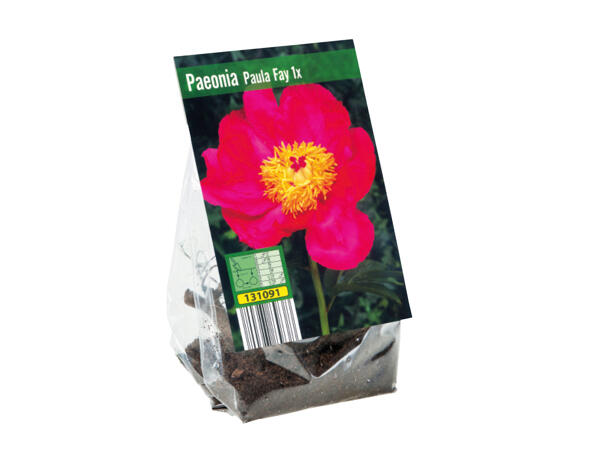 Peony Bulbs