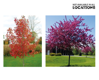 Gardenline Shade or Ornamental Tree