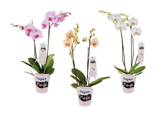 Phalaenopsis avec cache-pot "Super Maman"
