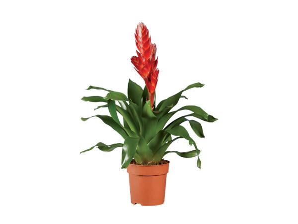 Vriesea or Guzmania