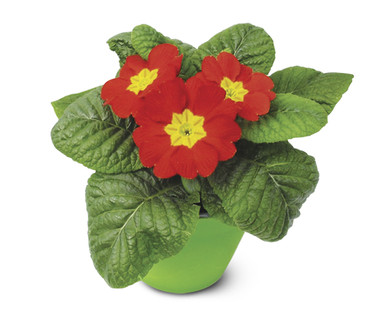 4" Primrose