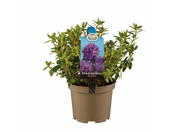 Rhododendron-Mix