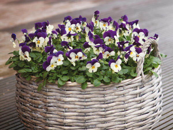 Stedmoderblomster eller violer i skål