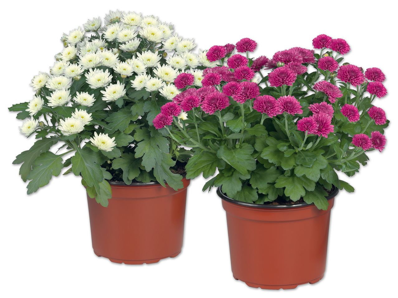 Chrysanthemen Multiflora