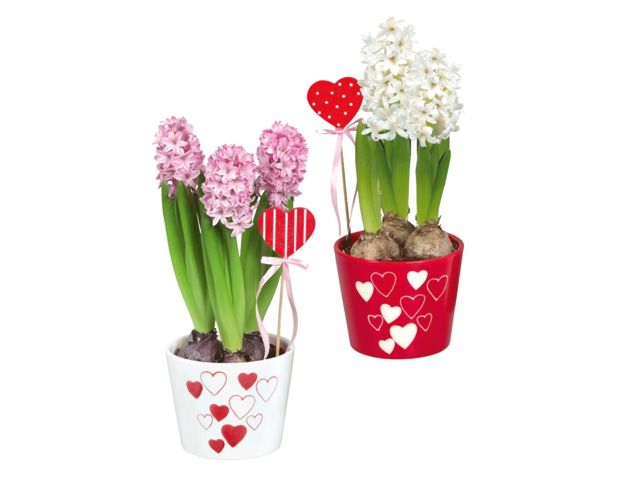 Valentine Hyacinth