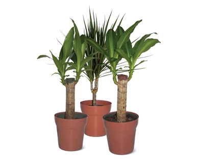 6" Cane Plant