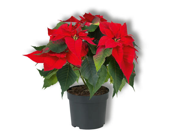 Medium Poinsettia