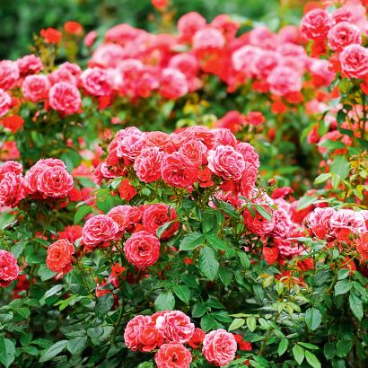 Rosier sur tige