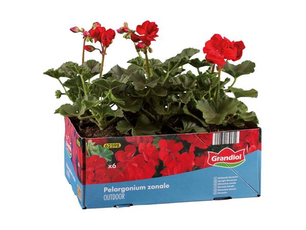 Pelargonie eller fuchsia i 6‘er bakke