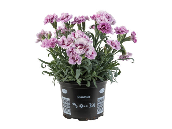 Dianthus