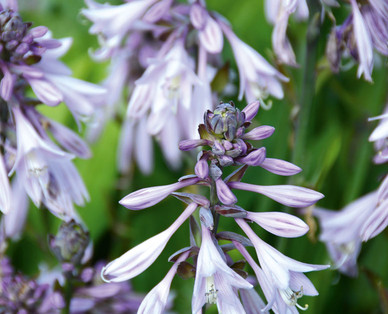Hosta