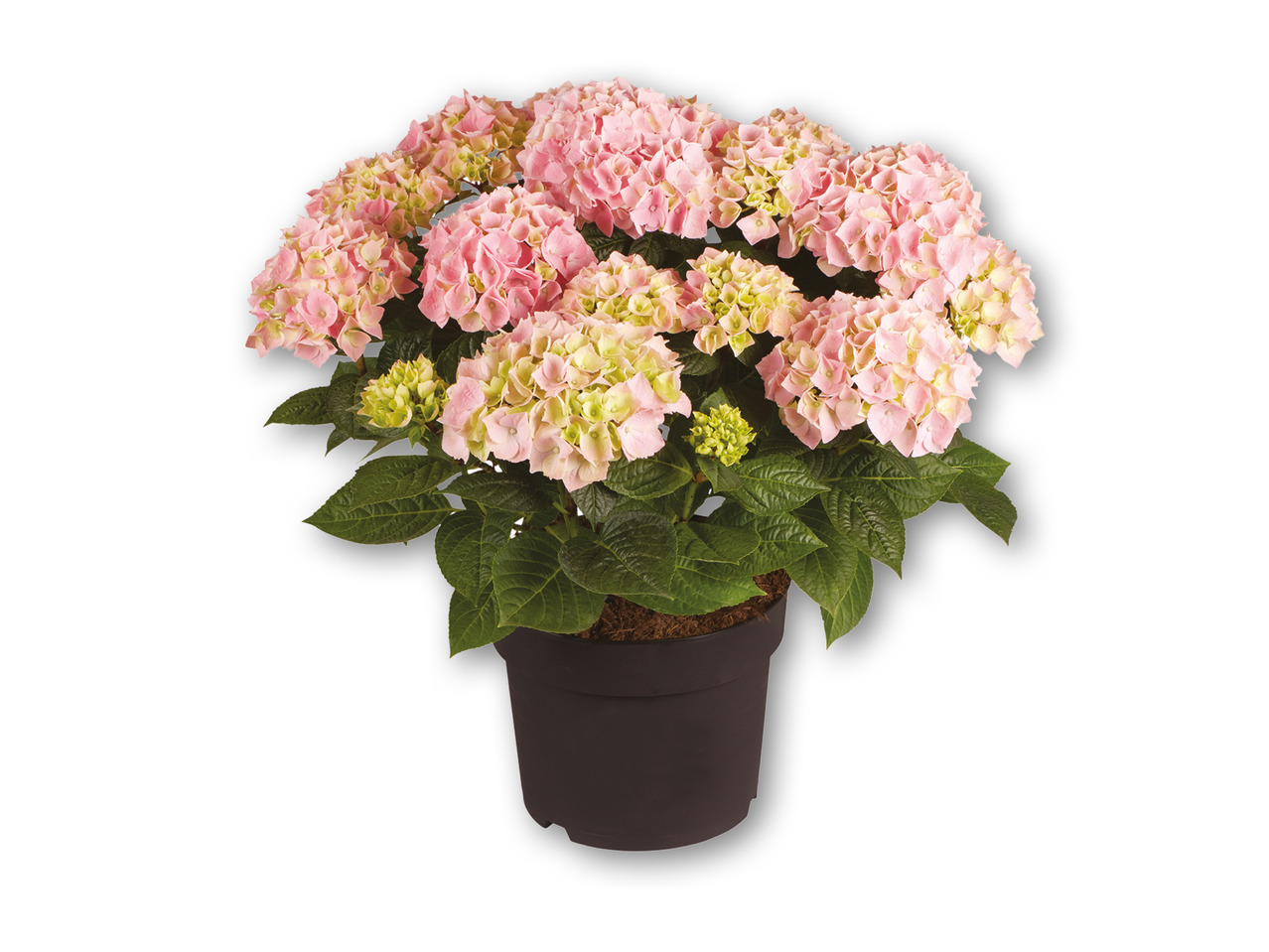 Stor dansk havehortensia