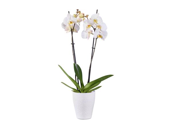 Phalaenopsis 2 Stems
