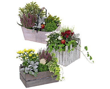 CAISSE EN BOIS/ CORBEILLE EN OSIER AVEC PLANTES