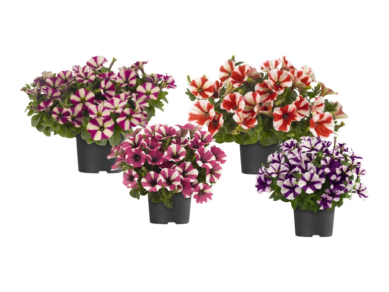 Pétunias bicolores