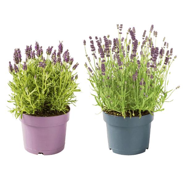 Lavendel